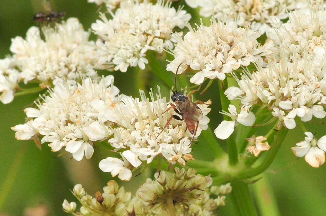 Piccolo Ichneumonidae